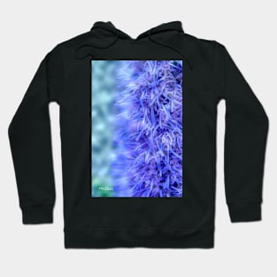 Blazing Star - Liatris Hoodie